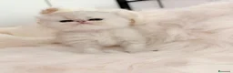 Persiano gatti in vendita: Persiani Chinchilla a Provincia di Ferrara - Annuncio 20