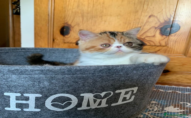 Exotic Shorthair gatti - Annuncio 2