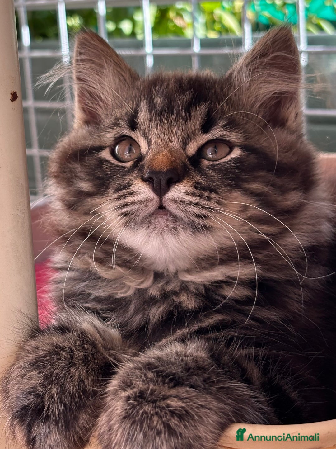 Siberiano gatti in vendita: Siberiano gattino ipoallergenici - Annuncio 5