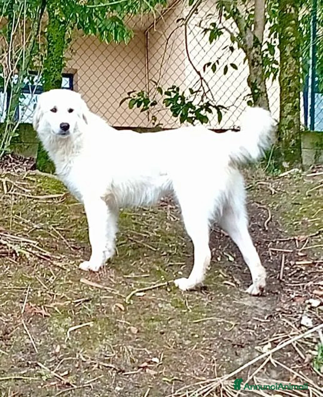 Meticcio cani in regalo: SANTIAGO  giovane ed affettuoso - Annuncio 3