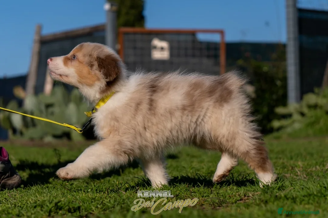 Australian Shepherd cani in vendita: Australian Shepherd  - Annuncio 25
