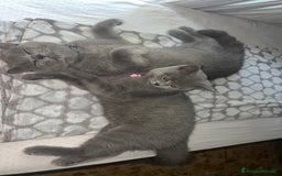 British gatti in vendita: British Shorthair  - Immagine 6