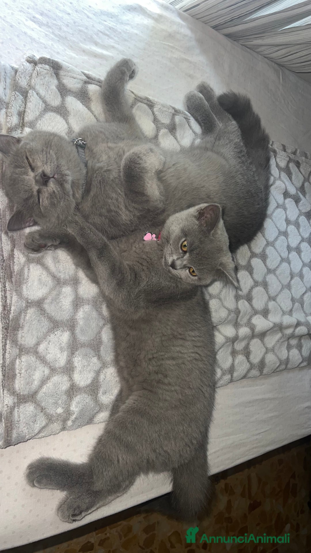 British gatti in vendita: British Shorthair  - Immagine 6