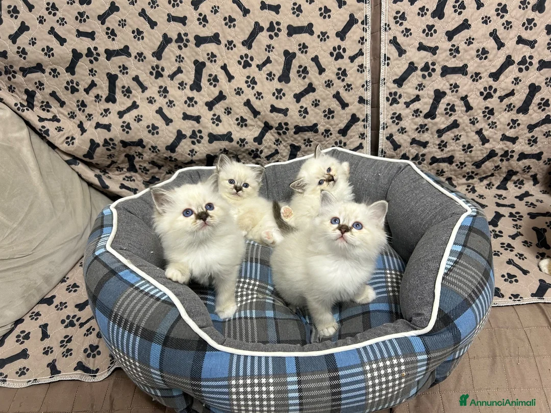 Sacro di Birmania gatti in vendita: Gattini sacro di Birmania  - Annuncio 4