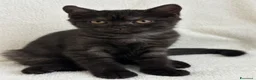 British gatti in vendita: Gattina British Shorthair femmina - Annuncio 4