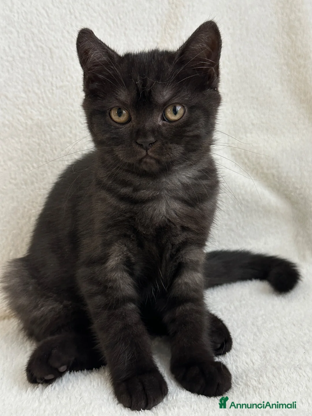 British gatti in vendita: Gattina British Shorthair femmina - Annuncio 4