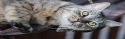 Europeo gatti in regalo: Gatta adulta buona cerca casa - Annuncio 1