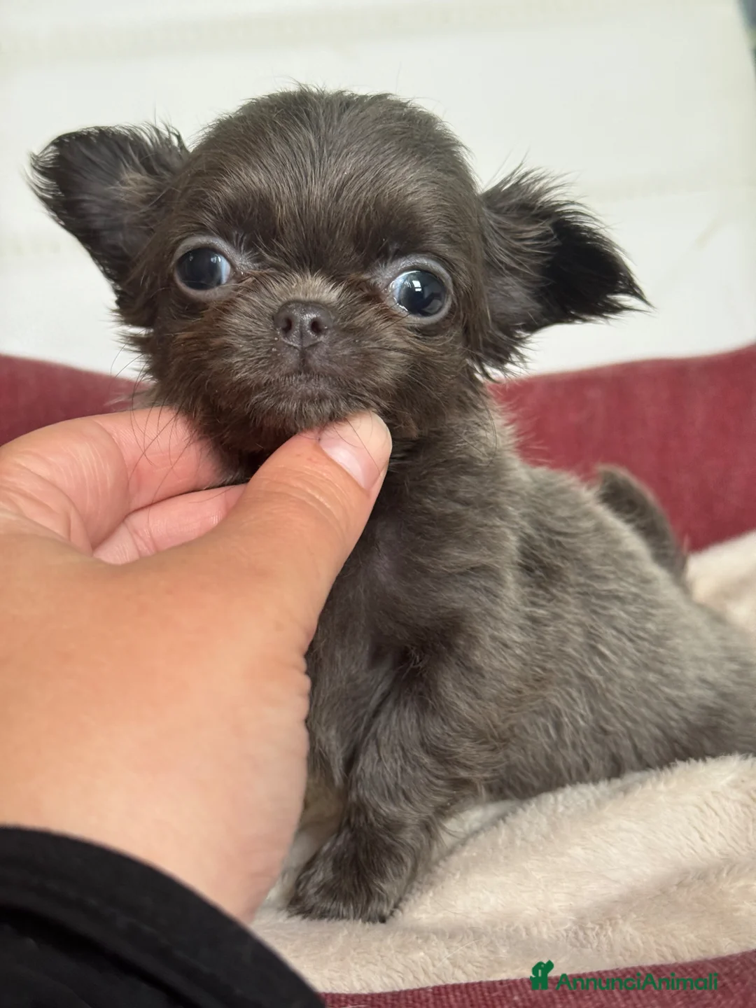 Chihuahua cani in vendita: Chihuahua meravigliosi - Annuncio 1