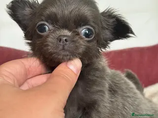 Chihuahua cani Chihuahua meravigliosi - Annuncio 1