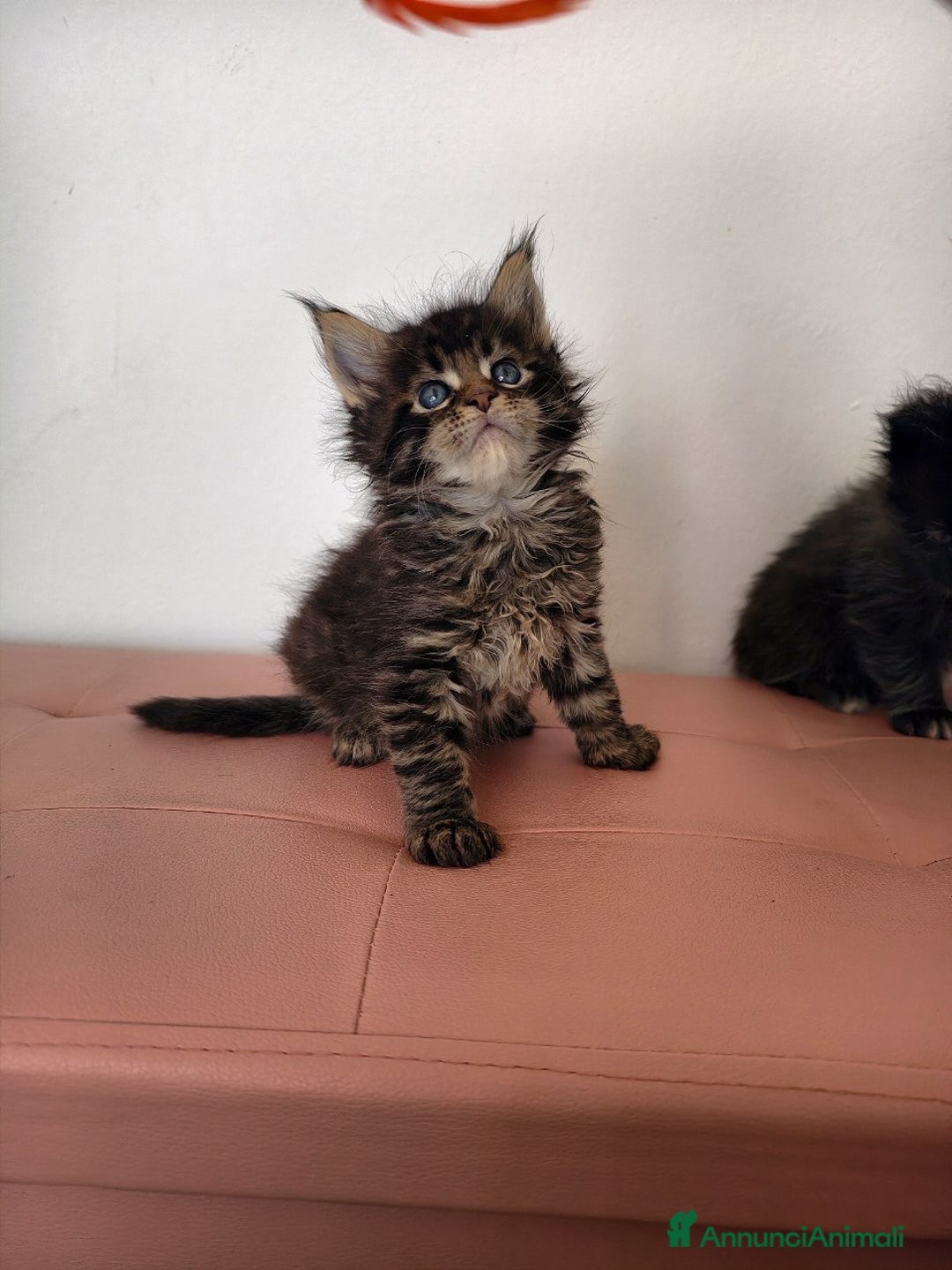 Maine Coon gatti in vendita: Dolcissimo cucciolo Maine coon  - Annuncio 4
