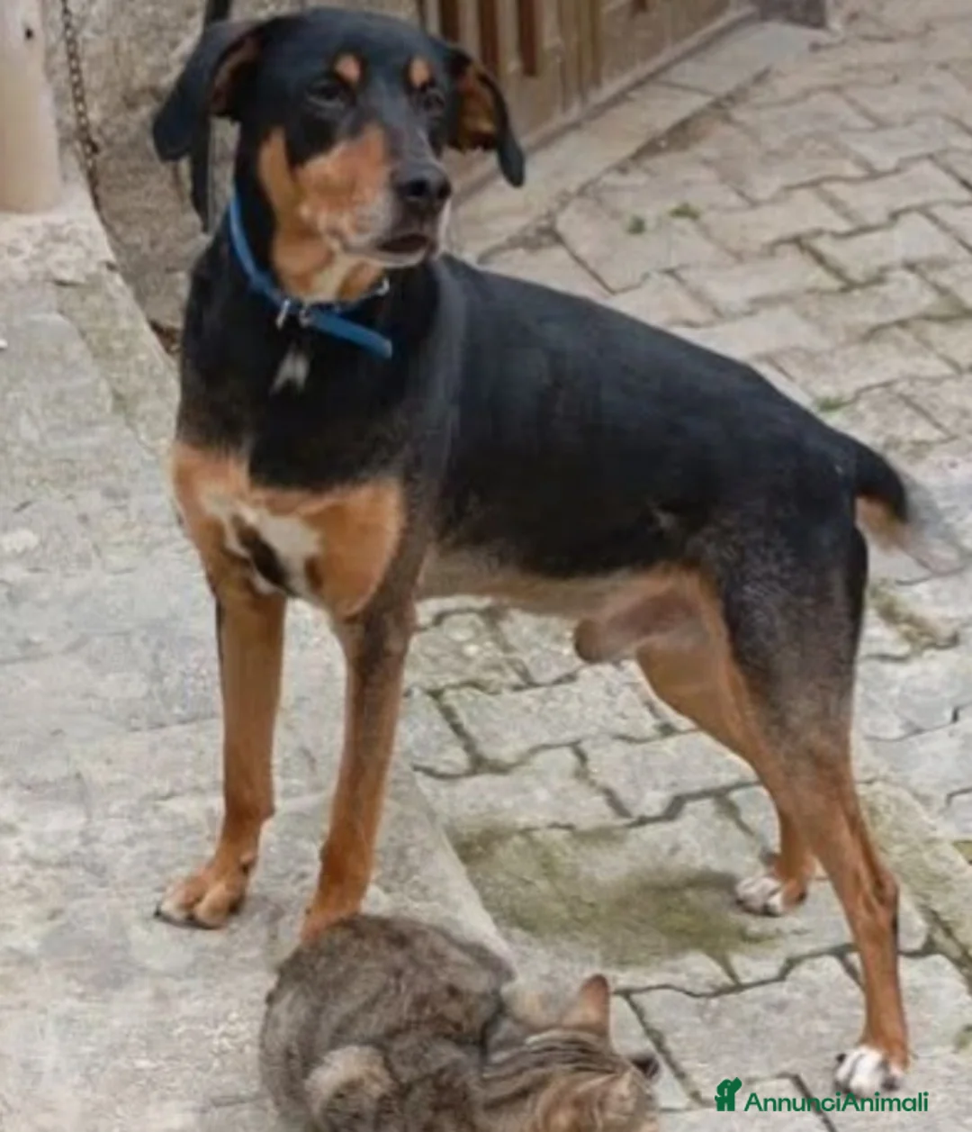 Meticcio cani in regalo: 6anni VISSUTI TUTTI IN CASA! SOS ADOZIONE.SICILIA a Città metropolitana di Milano - Annuncio 1