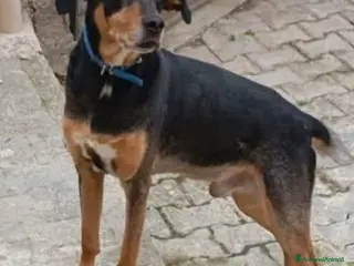 Meticcio cani 6anni VISSUTI TUTTI IN CASA! SOS ADOZIONE.SICILIA a Città metropolitana di Milano - Annuncio 19