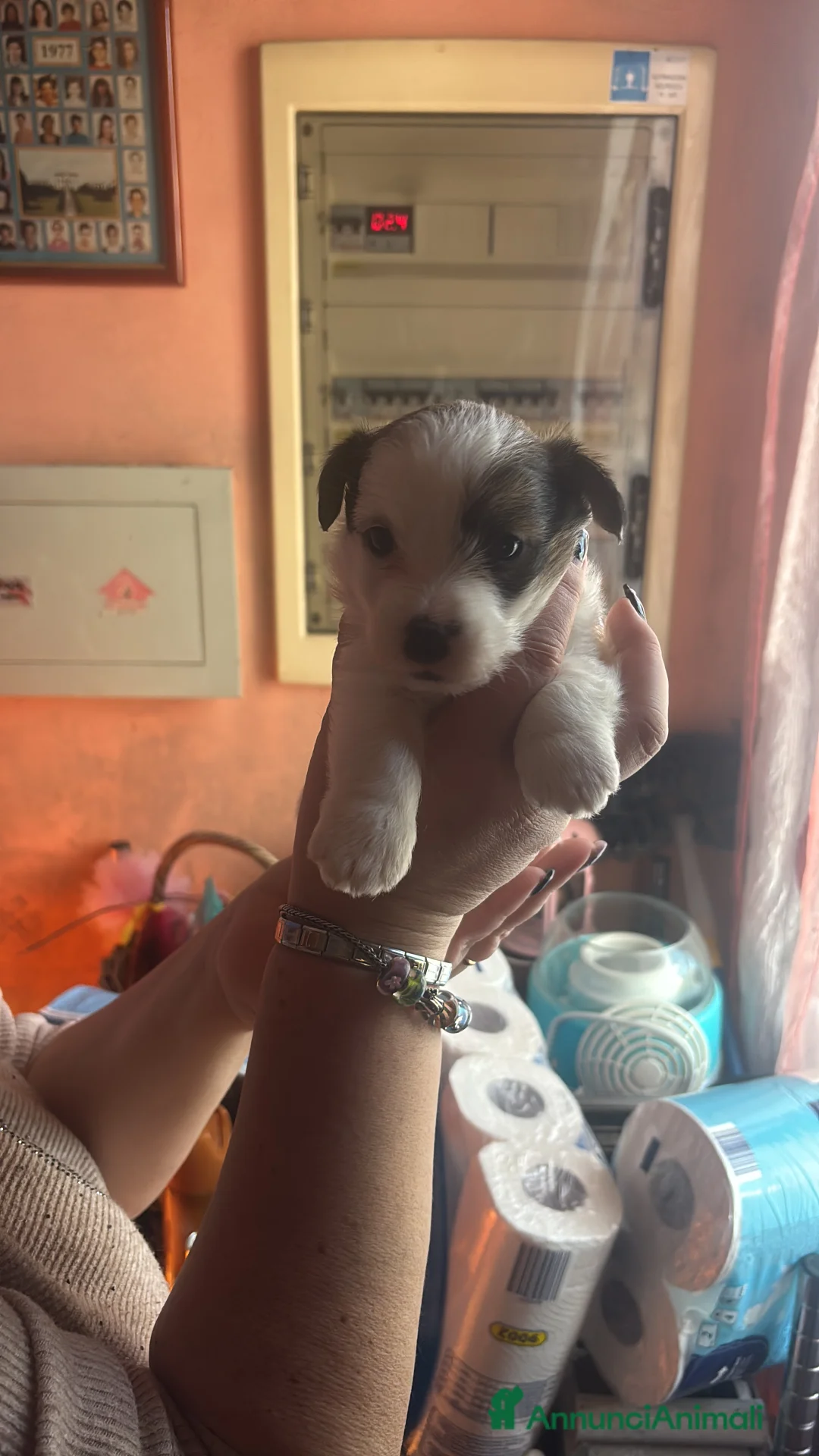 Jack Russell cani in vendita: Cuccioli dí jack russel terrier - Annuncio 1