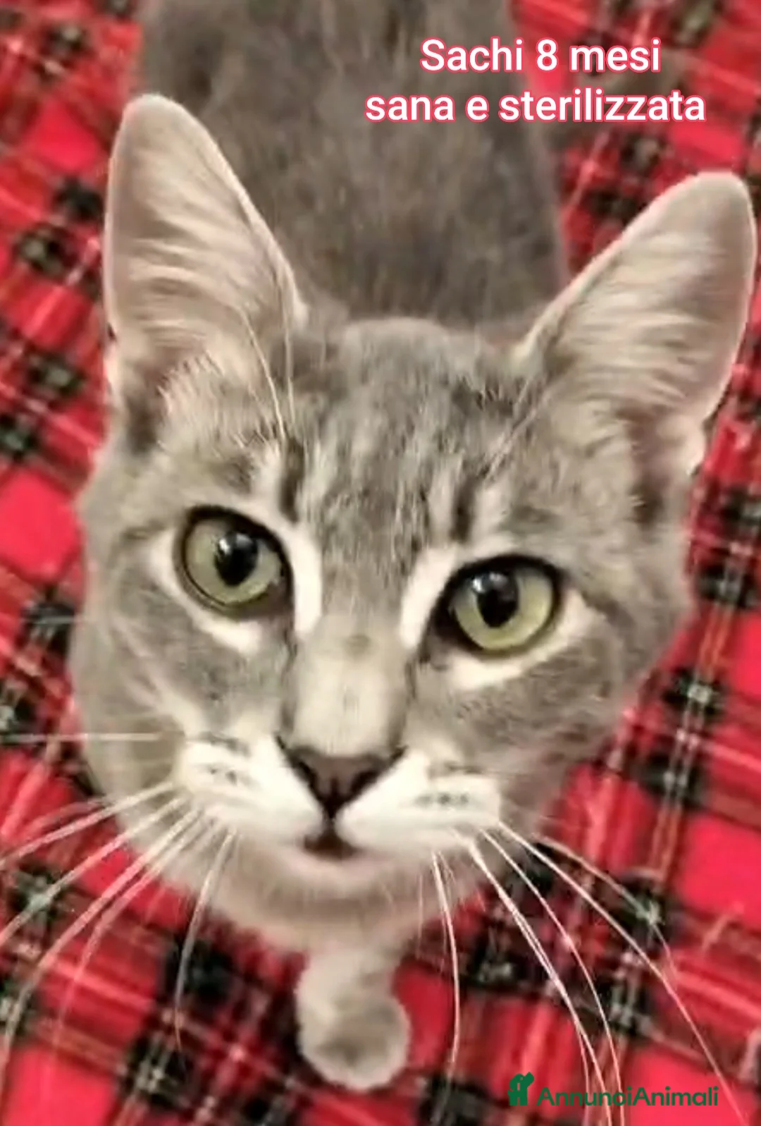 Altre razze gatti in regalo: GATTINI ABBANDONATI: EMERGENZA  - Annuncio 1