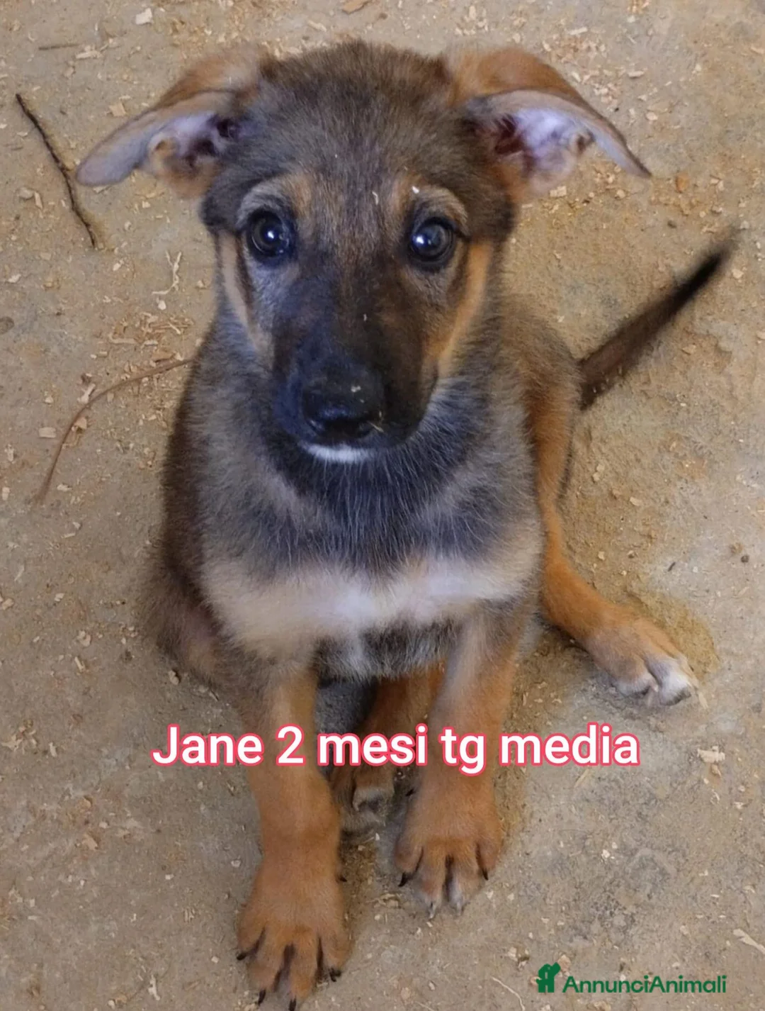 Meticcio cani in regalo: ADOTTA UN CUCCIOLO! a Provincia di Reggio Emilia - Annuncio 2