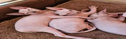 Sphynx gatti in vendita: Sphynx Canadese  - Annuncio 2