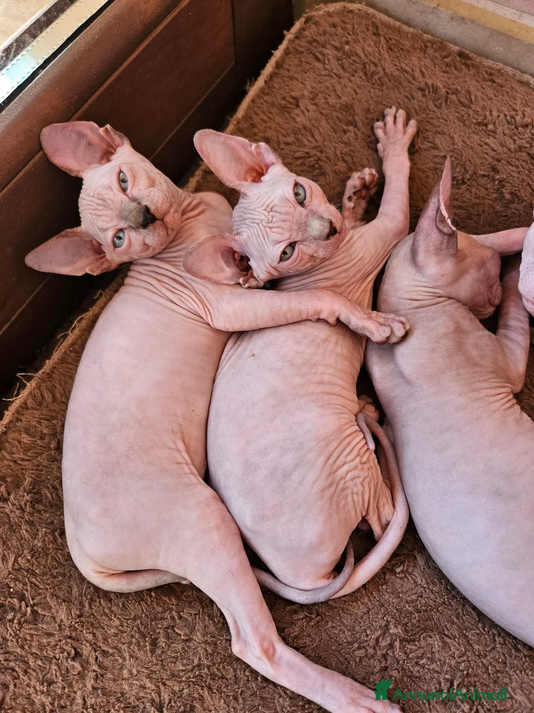 Sphynx gatti in vendita: Sphynx Canadese  - Annuncio 2