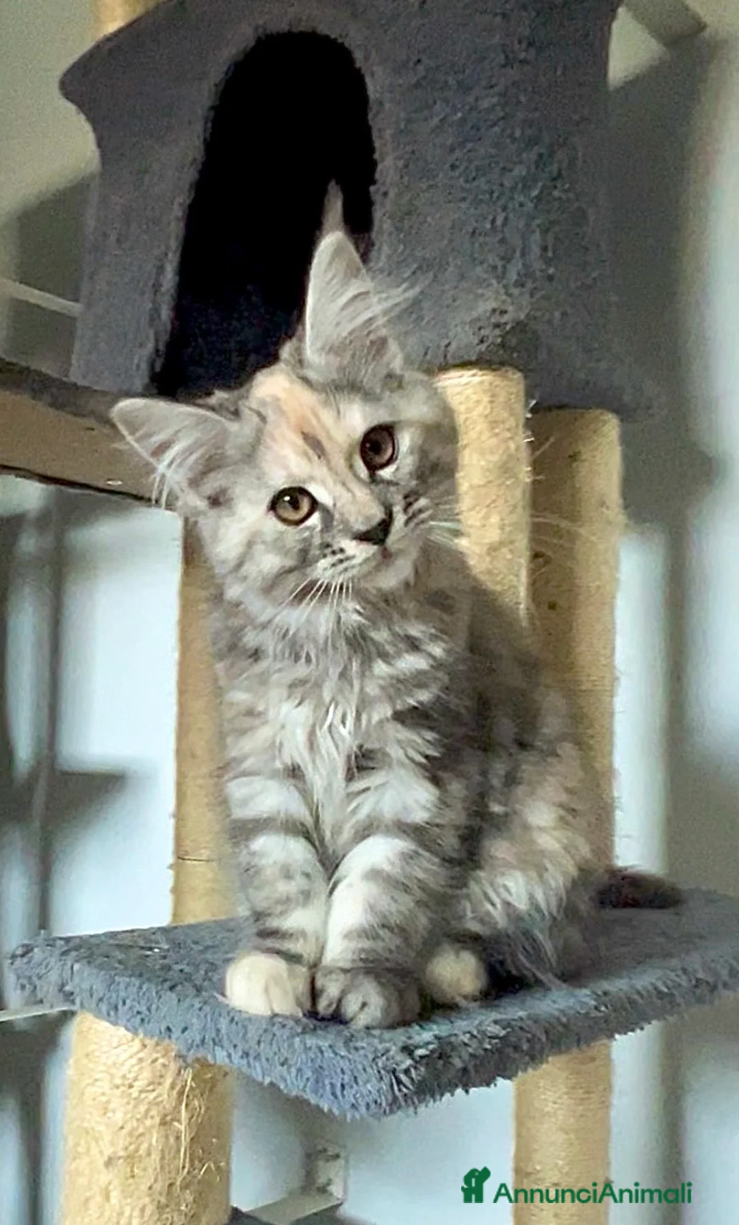 Maine Coon gatti in vendita: Cucciola di Maine Coon, genitori testati - Annuncio 2