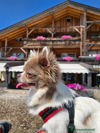 Immagine della galleria {{count}}