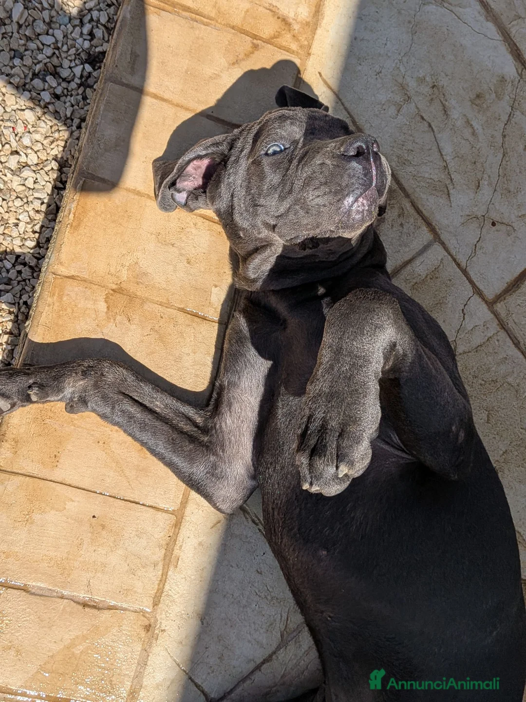 Cane Corso cani in vendita: Cucciola di cane corso!  - Annuncio 2