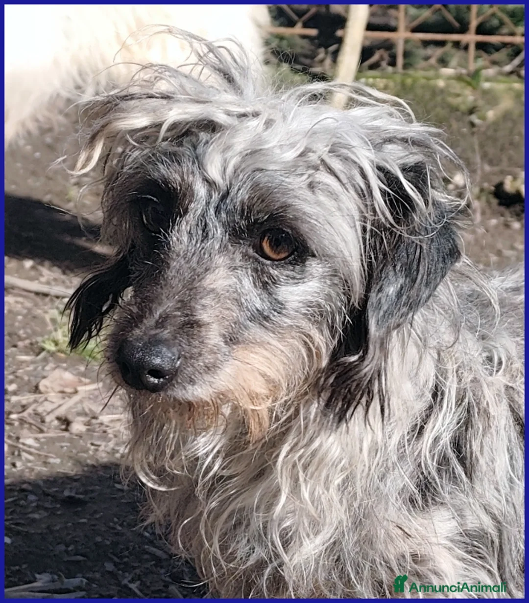 Meticcio cani in regalo: SHENZI SIMIL BASSOTTINA TG PICCOLA, 5 ANNI - Annuncio 2