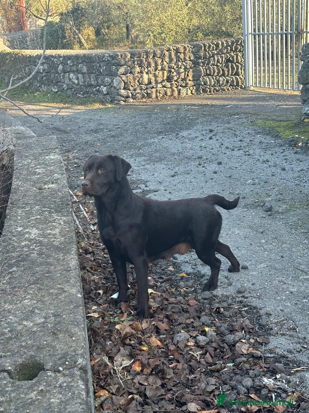 Labrador cani in vendita: Cucciole Labrador chocolate  - Annuncio 5