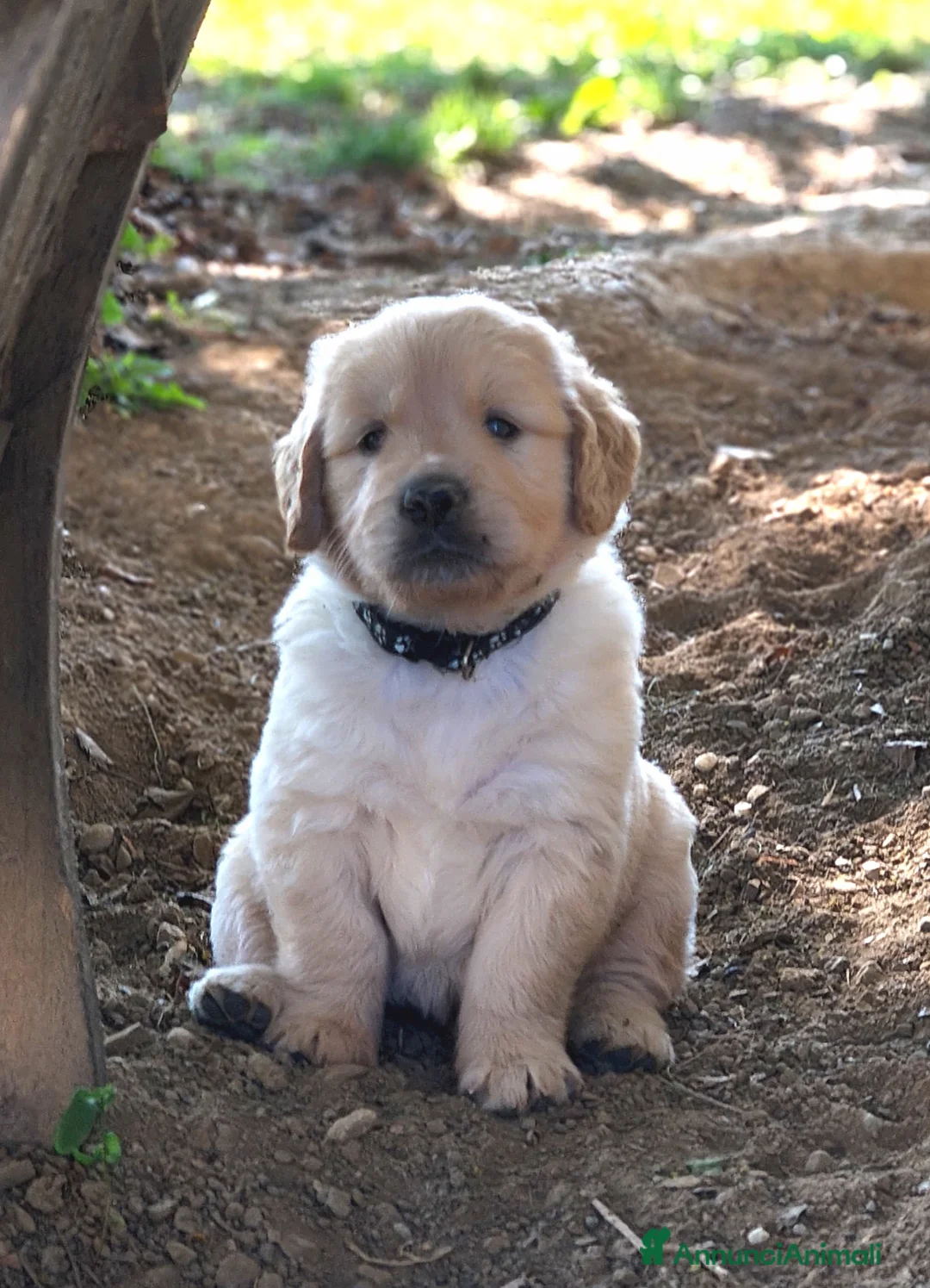 Golden Retriever cani in vendita: Adorabili cuccioli Golden Retriever  - Annuncio 2