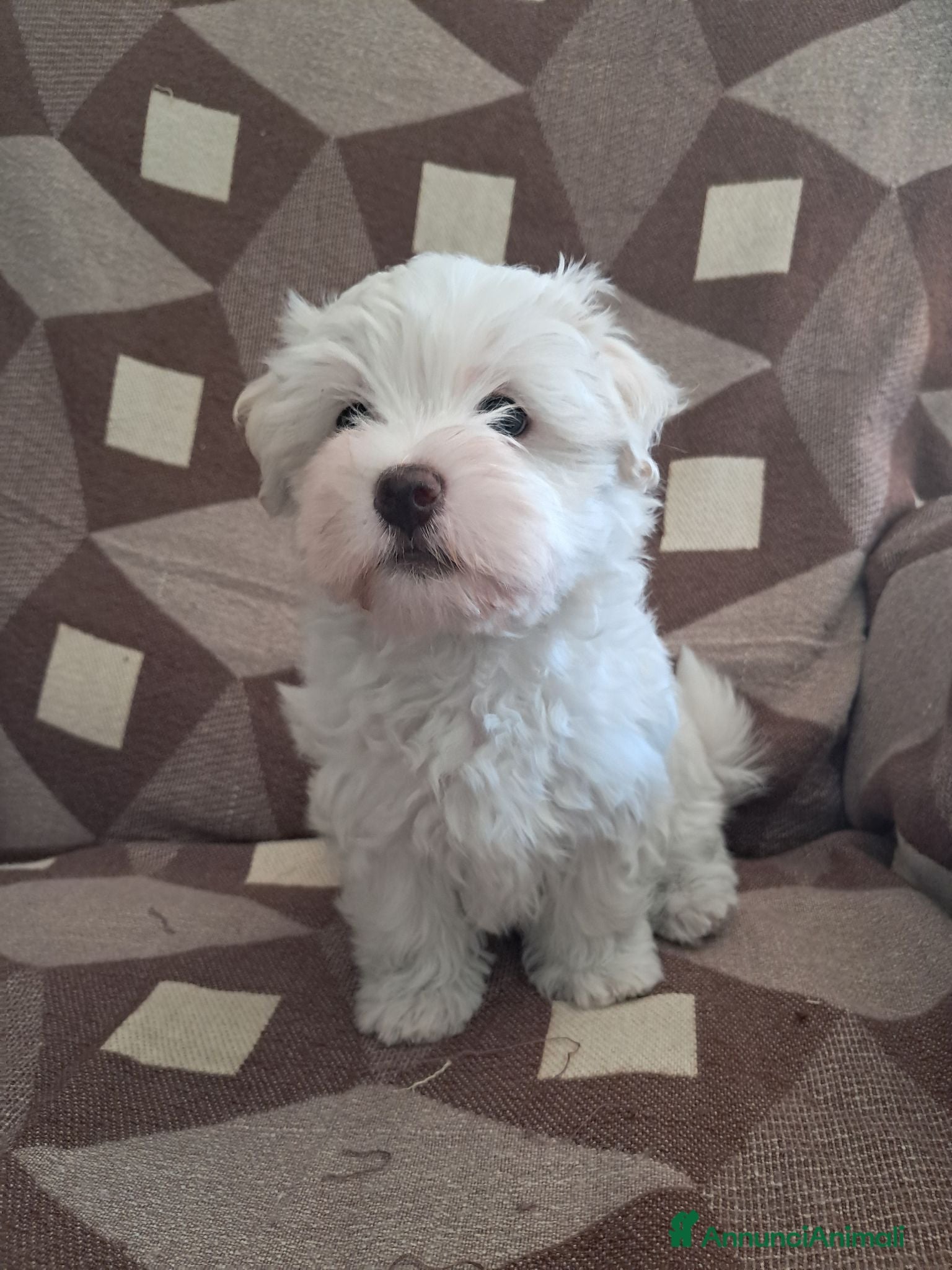Maltese cani Maltese  - Annuncio 35