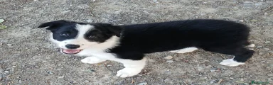 Border Collie 1