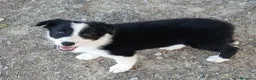 Border Collie cani in vendita: Border collie linea da lavoro - Annuncio 4