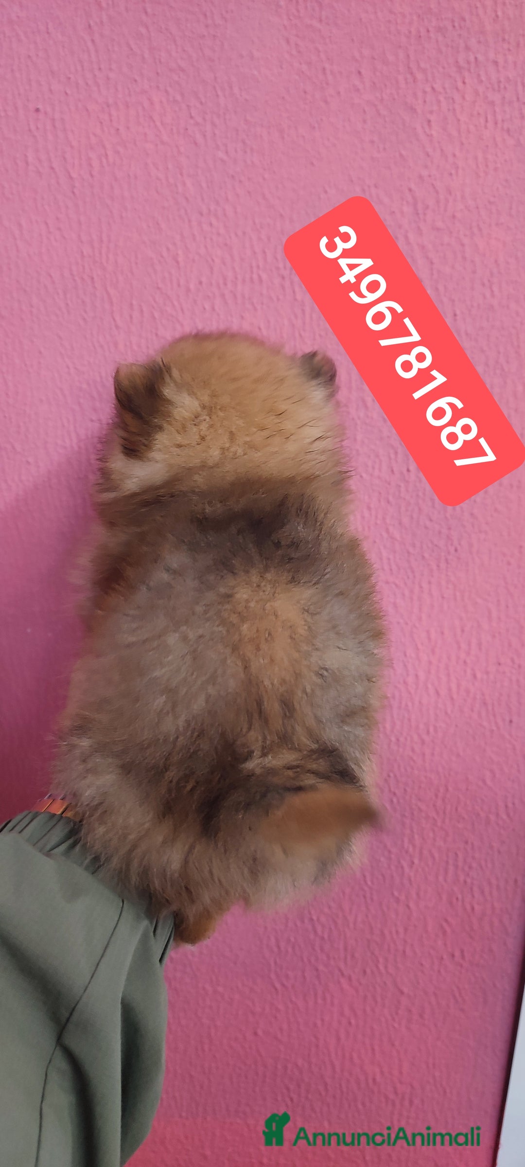 Spitz cani in vendita: SPITZ TEDESCO PICCOLO ultima stupenda batuffola - Annuncio 2