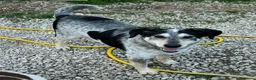 Meticcio cani in regalo: Mila 4 anni Taglia media  - Annuncio 3