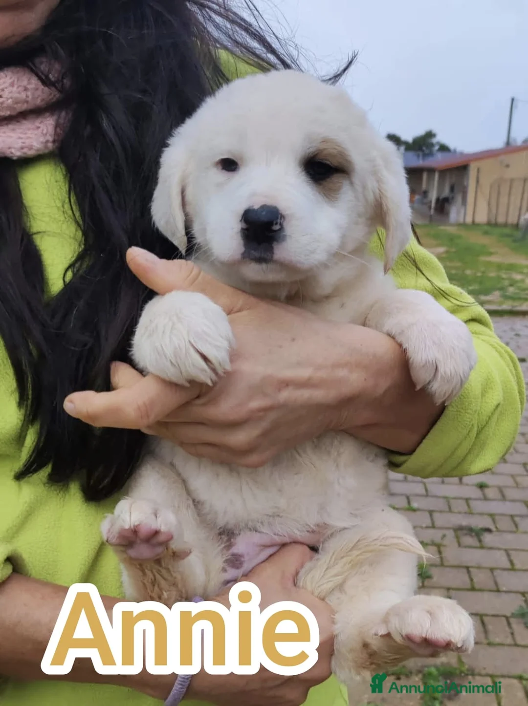 Meticcio cani in regalo: Quattro polpettine cercano casa - Annuncio 3