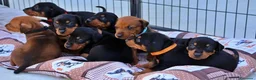 Pinscher Tedesco cani in vendita: Cuccioli di Pischer Tedesco - Annuncio 5