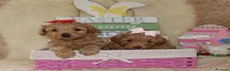 Maltipoo cani in vendita: Splendidi cuccioli di Maltipoo - Annuncio 18