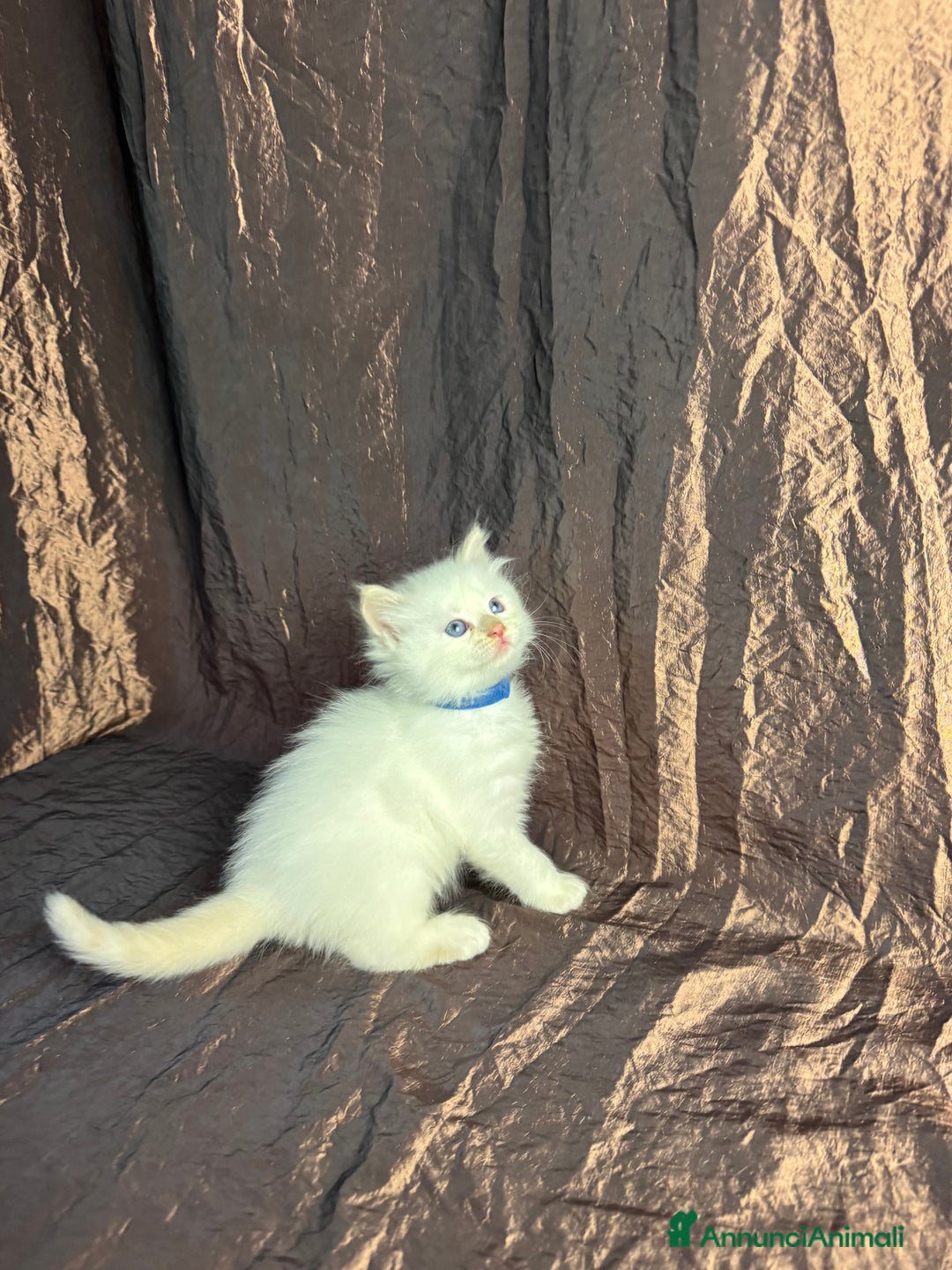 Siberiano gatti in vendita: Ultimo cucciolo disponibile  - Annuncio 5