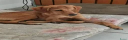 Segugio cani in regalo: NEMO ADORABILE SEGUGIO CERCA LA SUA FAMIGLIA - Annuncio 1