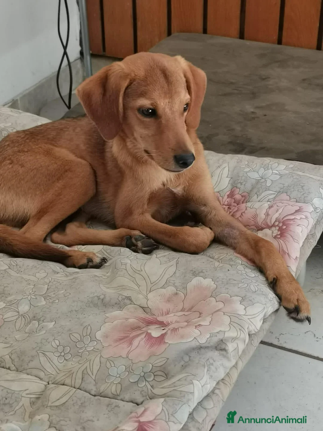 Segugio cani in regalo: NEMO ADORABILE SEGUGIO CERCA LA SUA FAMIGLIA - Annuncio 1