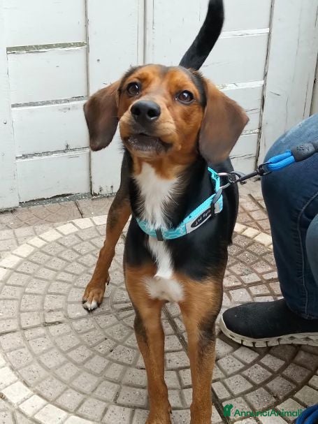 Meticcio cani DIEGO simpatico musetto - Annuncio 33