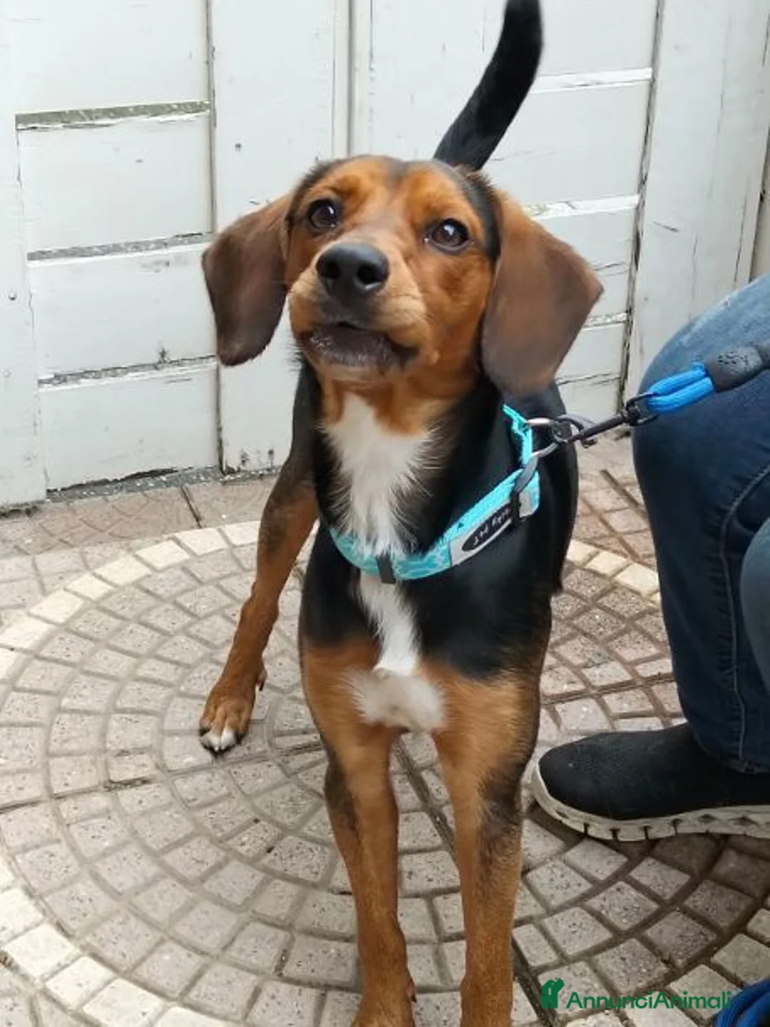 Meticcio cani in regalo: DIEGO simpatico musetto a Provincia di Varese - Annuncio 1