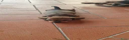 Bassotto cani in vendita: Bassotto pelo raso marrone - Annuncio 2
