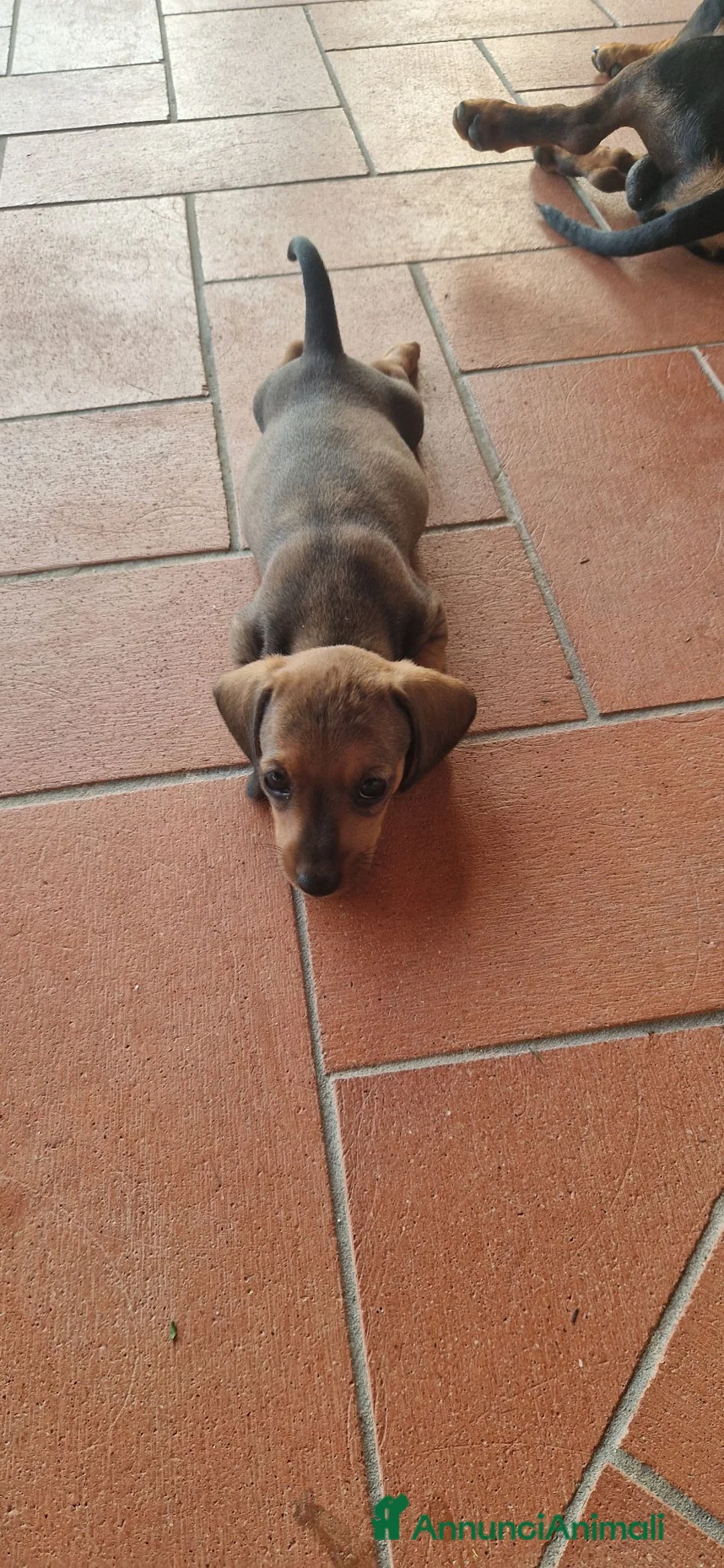 Bassotto cani in vendita: Bassotto pelo raso marrone - Annuncio 2