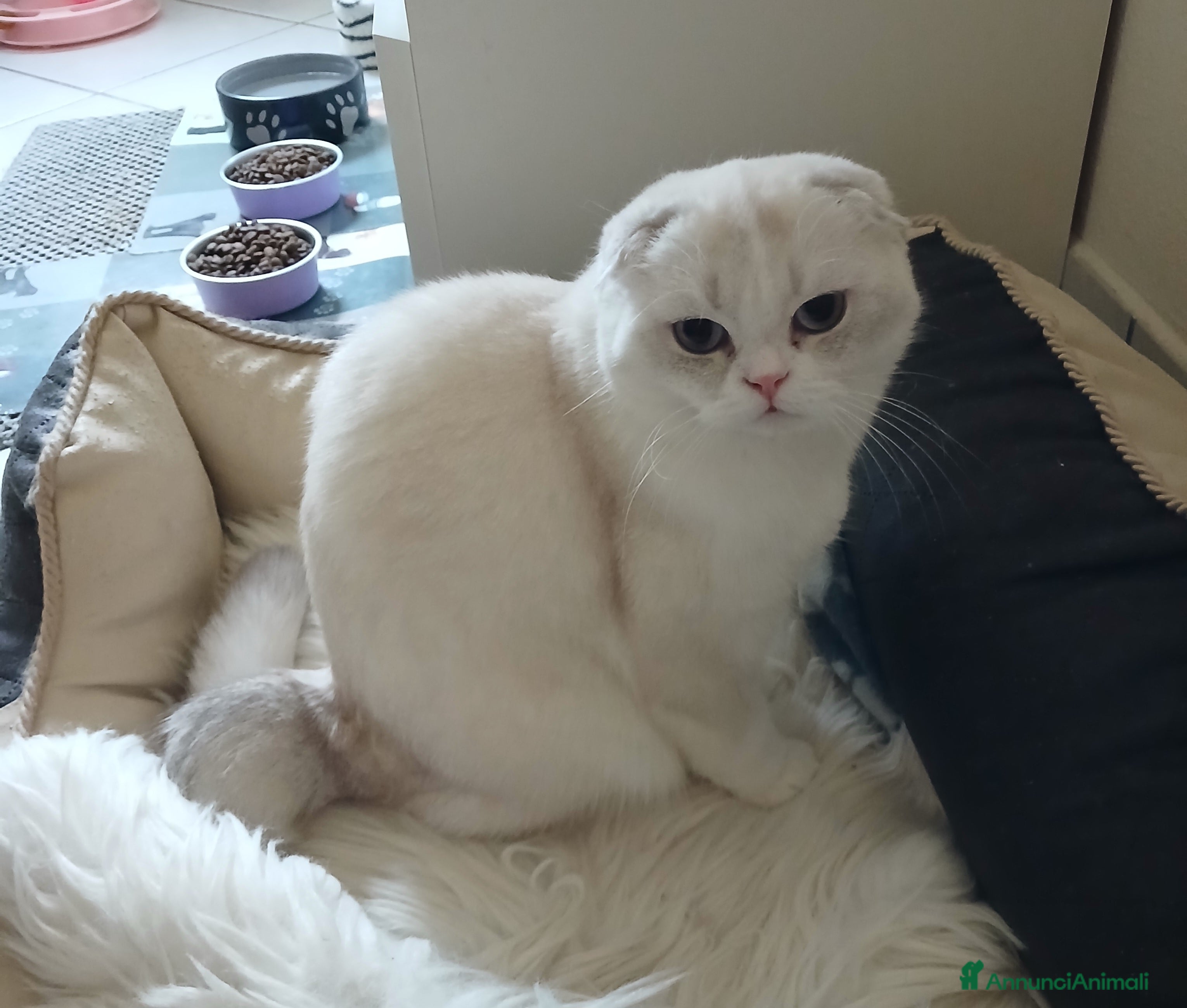 Scottish gatti Cucciola Scottish Fold  - Annuncio 13