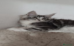 Maine Coon gatti in vendita: Maine Coon pura razza a Provincia di Alessandria - Immagine 1