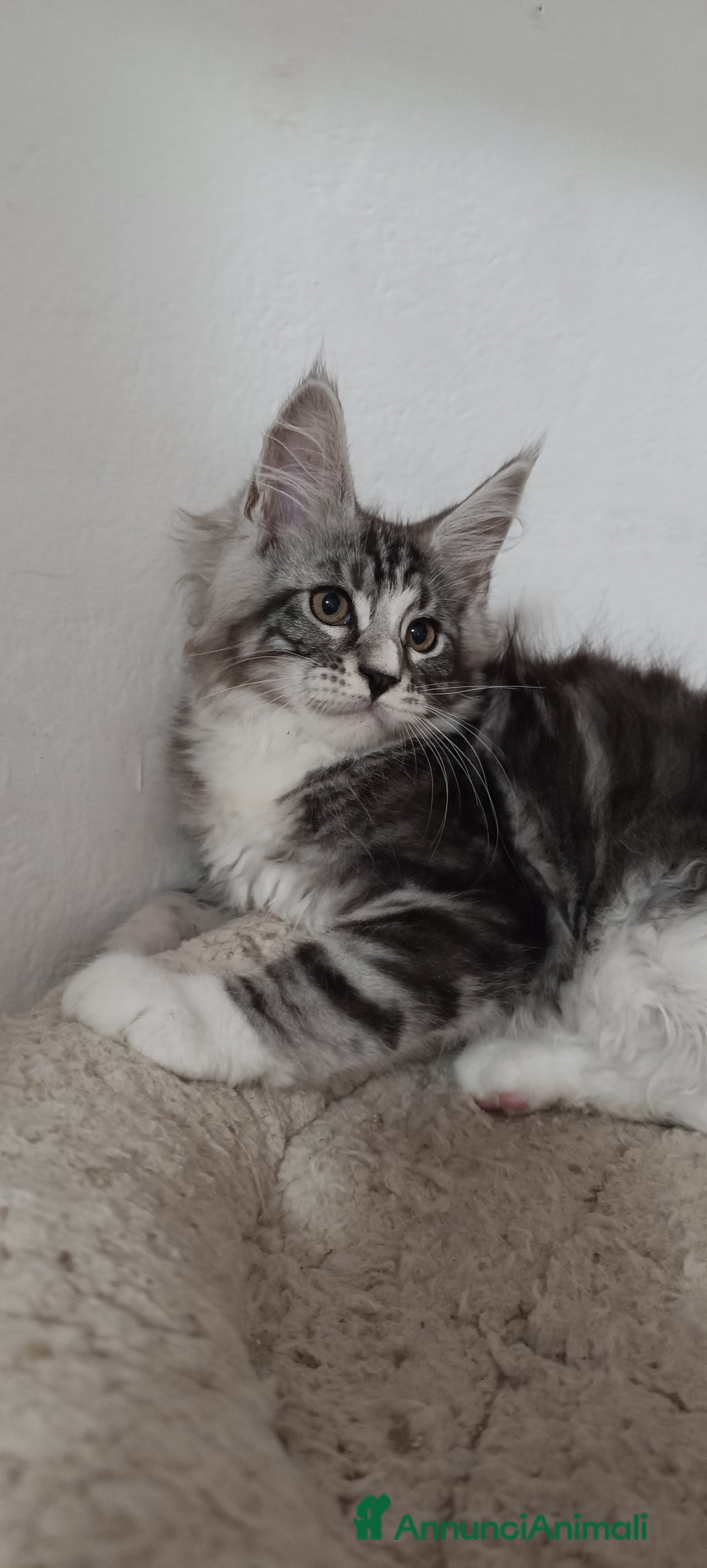 Maine Coon gatti in vendita: Maine Coon pura razza a Provincia di Alessandria - Immagine 1