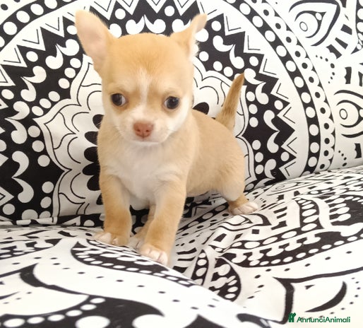 Chihuahua cani - Annuncio 18