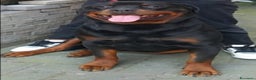 Rottweiler cani in regalo: Cane da adottare  - Annuncio 2