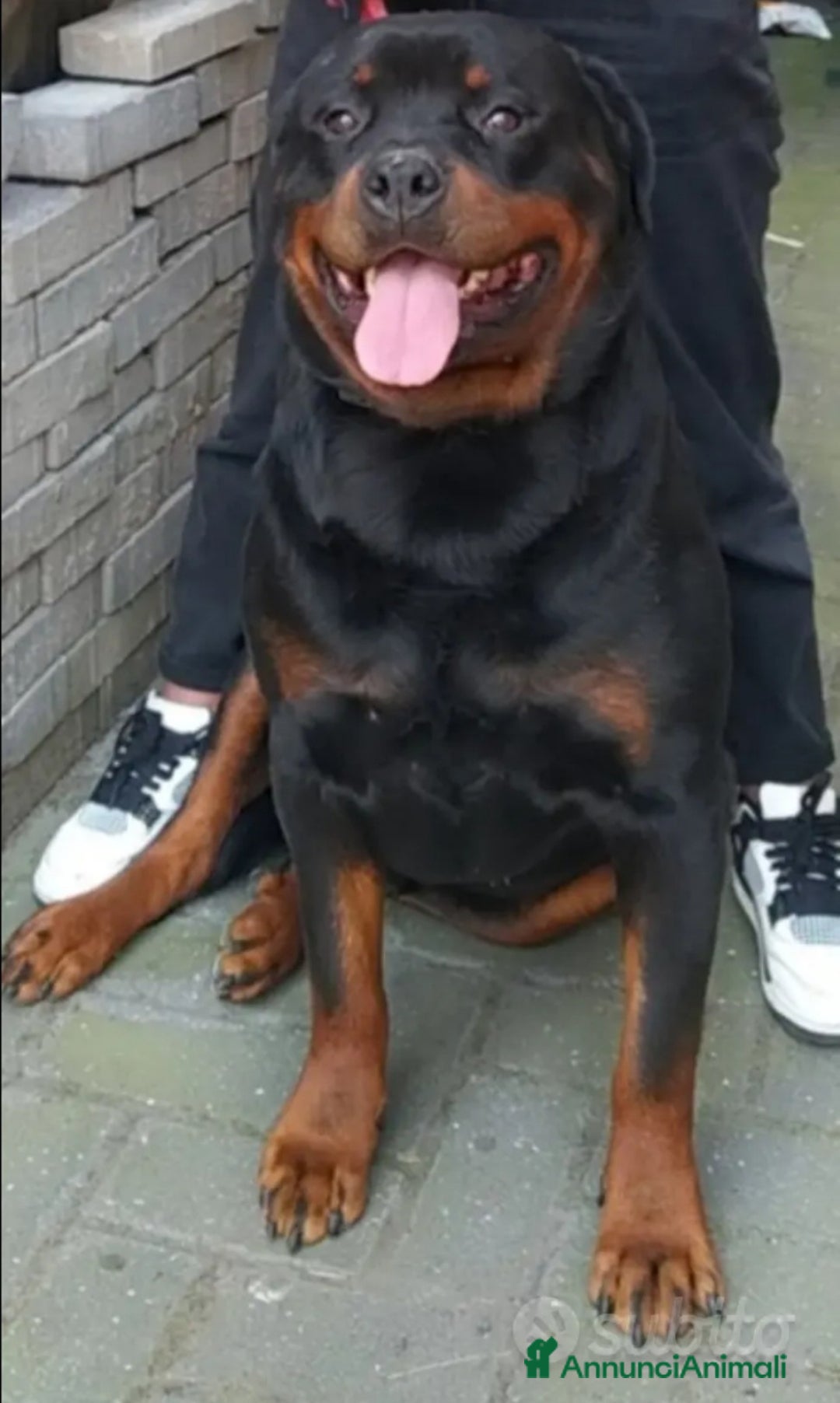 Rottweiler cani in regalo: Cane da adottare  - Annuncio 2