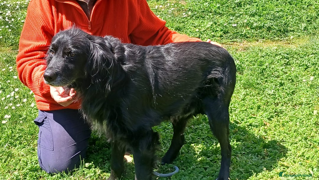 Meticcio cani in regalo: GREY UNA VITA MISERABILE DAVANTI A TUTTI - Annuncio 4