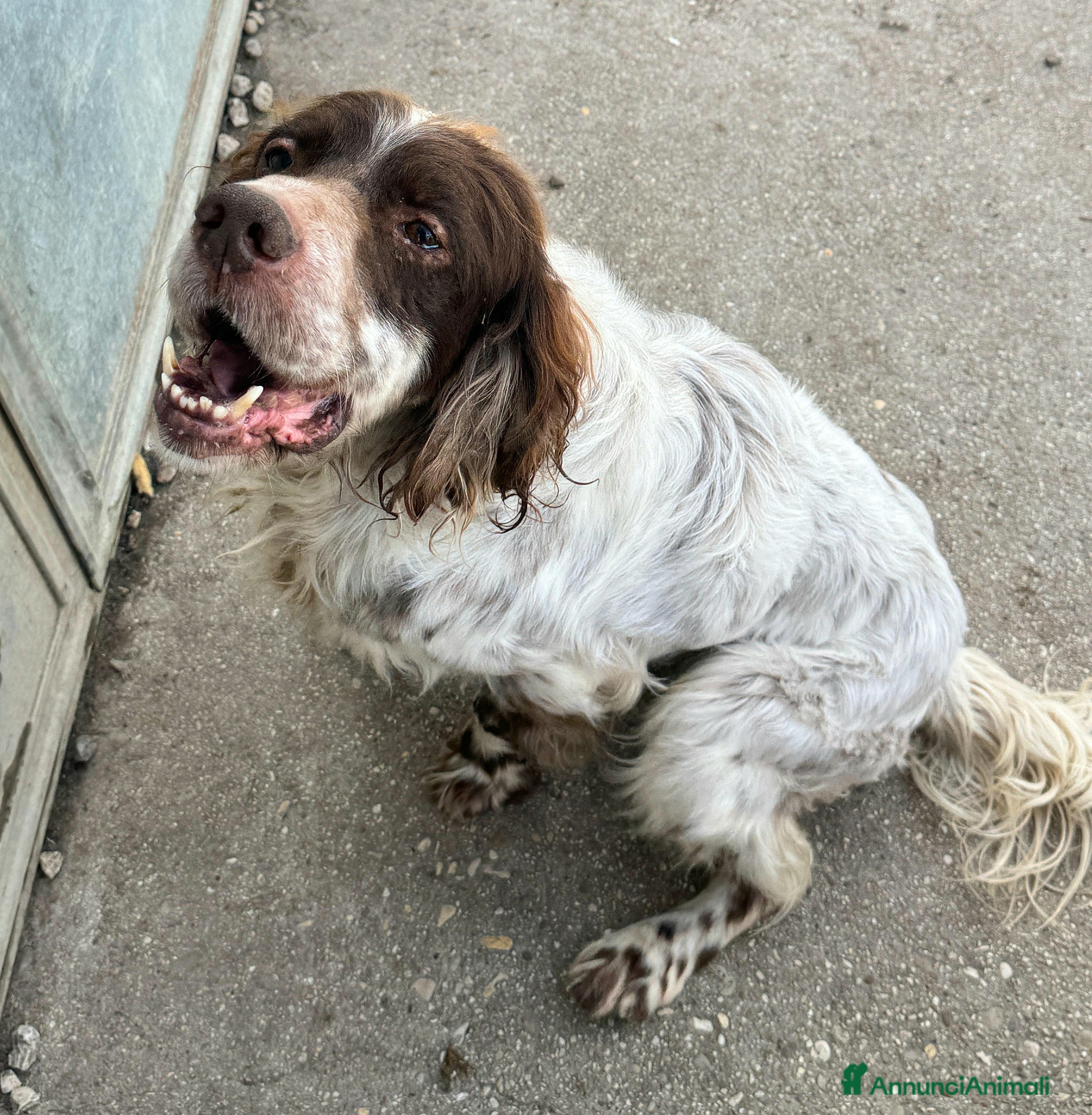 Setter Inglese cani Rocco 11 anni setter inglese  - Annuncio 1